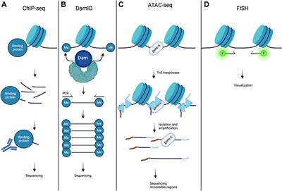 Genome organization in cardiomyocytes expressing mutated A-type lamins
